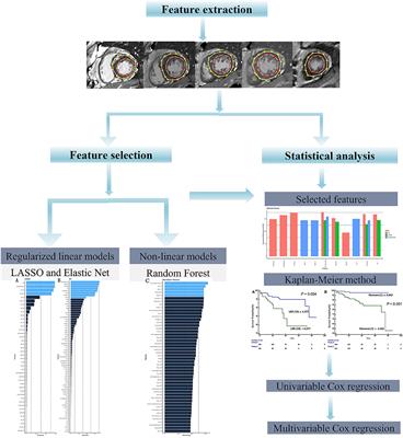 Radiomics Analysis Derived From LGE-MRI Predict Sudden Cardiac Death in Participants With Hypertrophic Cardiomyopathy